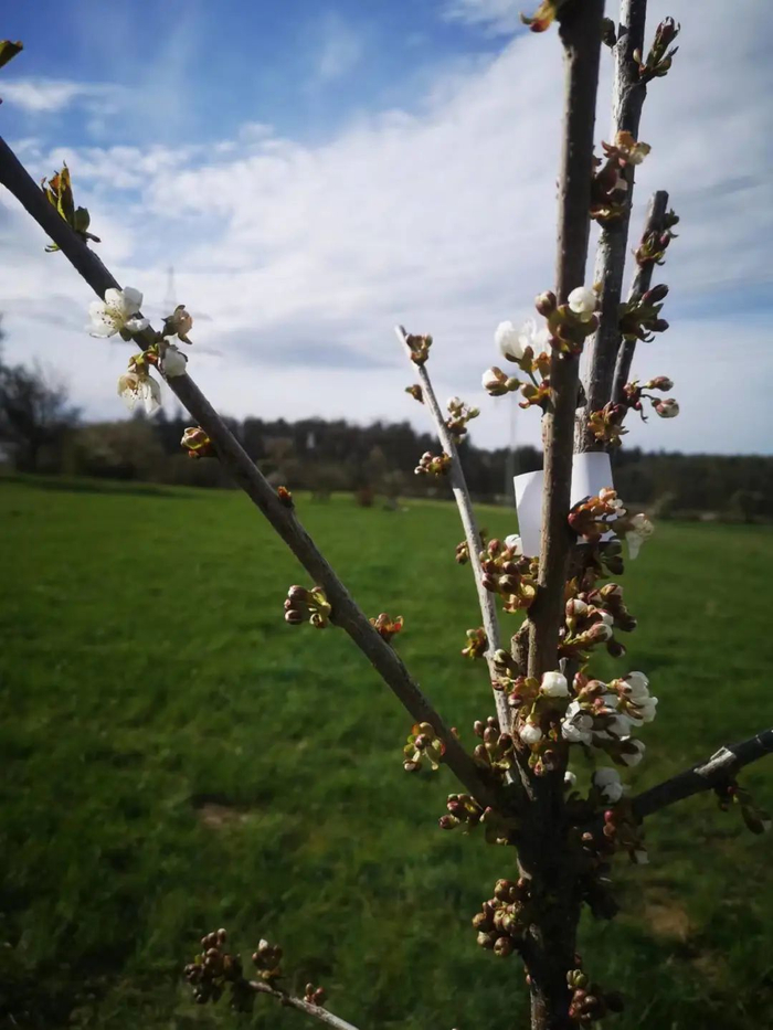 院子里的樱桃树|截图