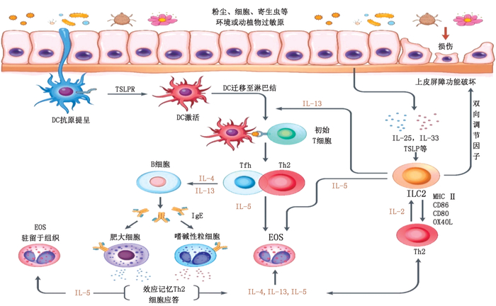 图2.  2型炎症反应的机制