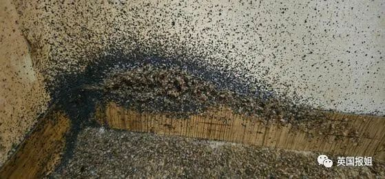 紧急巴黎嗜血臭虫入侵亚洲韩国惊现大面积虫卵连香港也