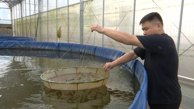 大棚巧养南美白对虾!一年四季"恒温",可以产四茬虾,经济效益非常可观!