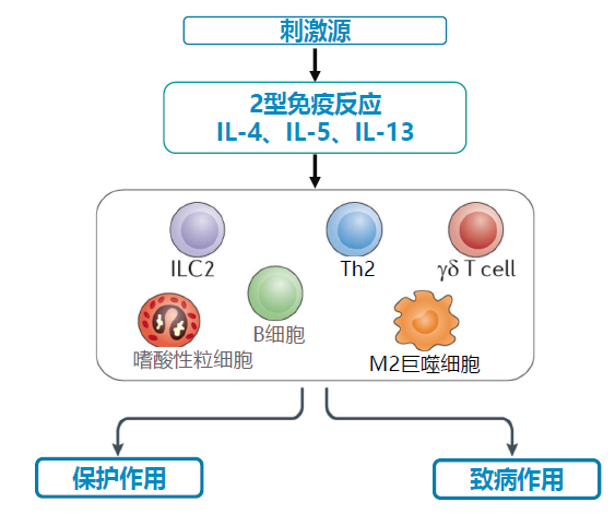 图 2型哮喘免疫应答