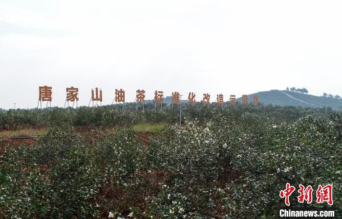 乡村行看振兴中国油茶之乡湖南祁阳茶油飘香产业富民