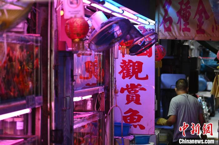 探访香港"金鱼街" 300米街道被誉闹市"水族馆"|香港_新浪新闻