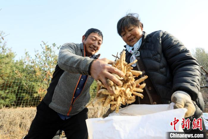 陈阳 摄岱岳区道朗镇大王村村民宁方东在油桃园林下种植了4.