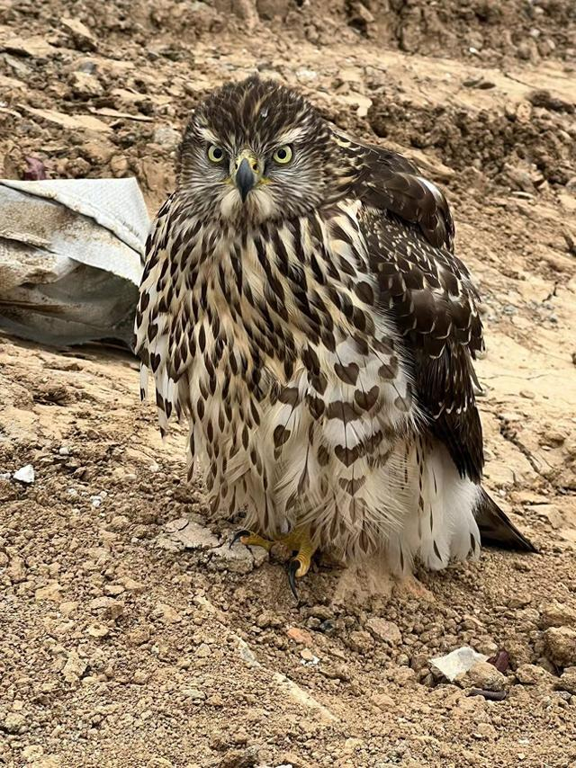 宜君警方救助一只国家二级保护动物|野生动物|保护动物|鹰隼_新浪新闻