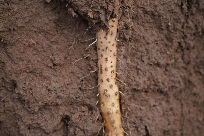 新鲜挖摘,粉糯香甜|铁棍山药_新浪新闻
