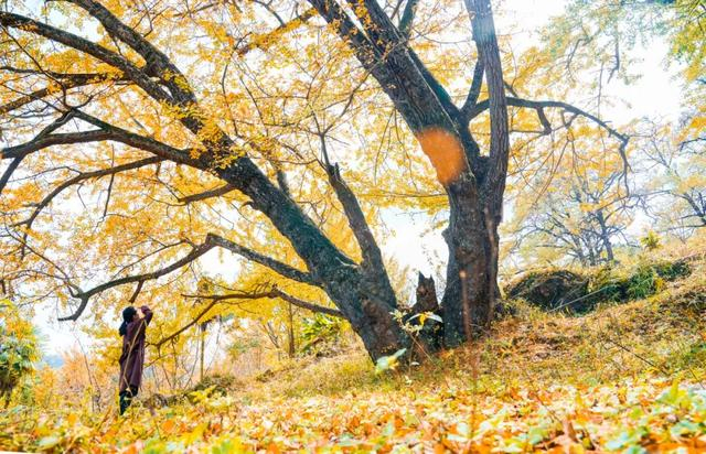 一村一景贵州盘州妥乐银杏鎏金好村景
