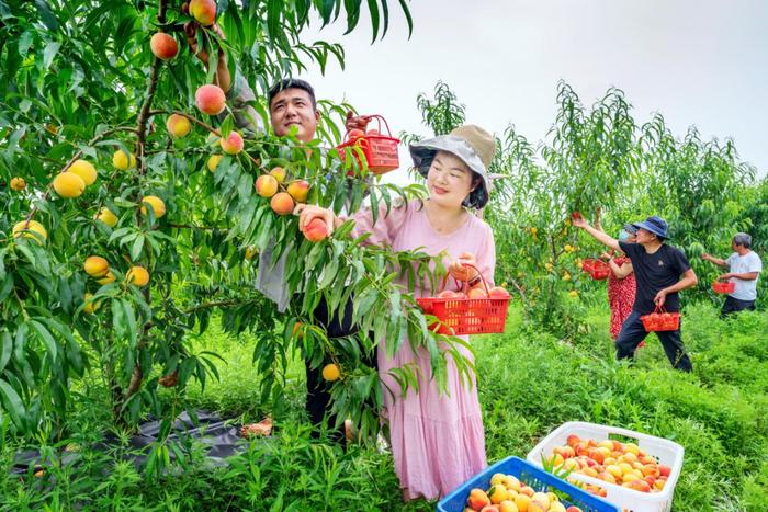 南京溧水晶桥镇芝山村统战助力绘就乡村振兴新画卷