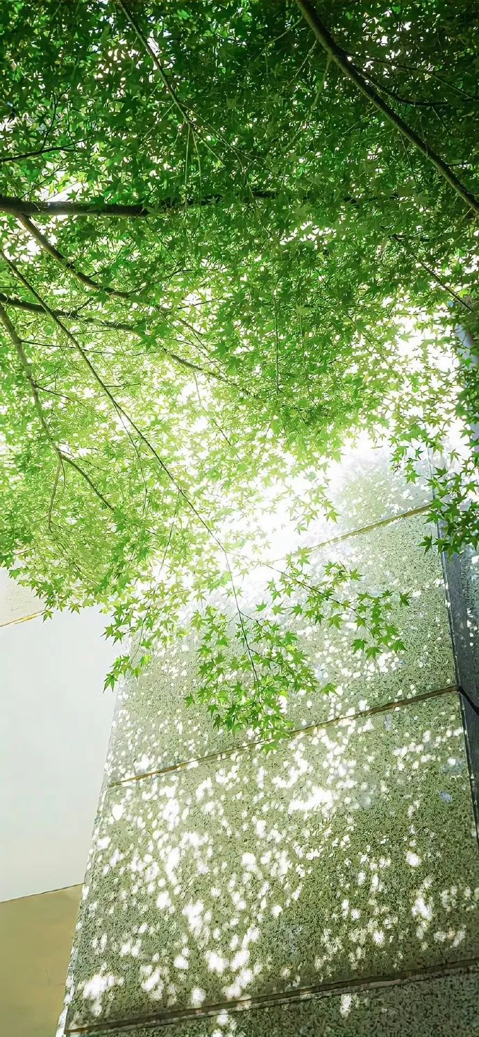 壁纸| 绿色护眼_新浪新闻