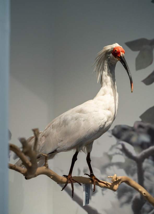 国博首个自然生态类展览开展,一级保护野生动物朱鹮等标本亮相__财经
