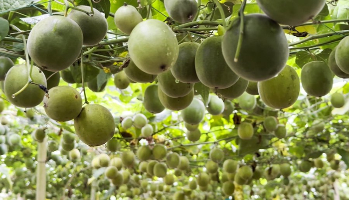 乡村振兴在行动丨桂林永福罗汉果产业提质升级小神果更显大担当