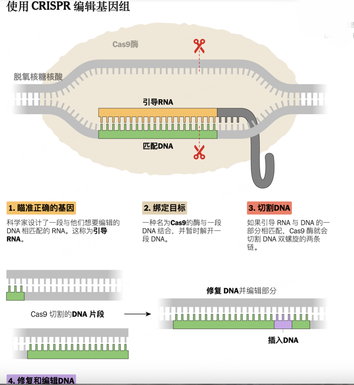 CRISPR基因编辑工作原理