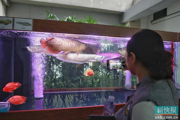 院校在校大学生团体或个人,围绕西塱村观赏鱼主题进行墙绘设计创作