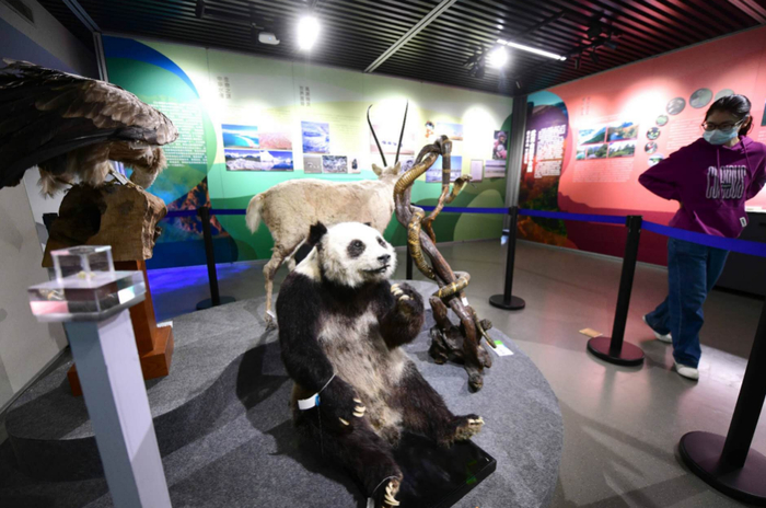 数百万年前一颗牙齿化石揭示大熊猫祖先可能不吃素