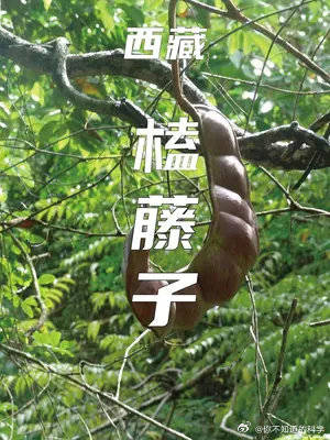 榼藤子中国境内最大的豆荚要煮九次才能吃