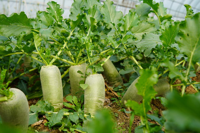 潍县萝卜凭什么"霸占"潍坊人的冬天?__财经头条