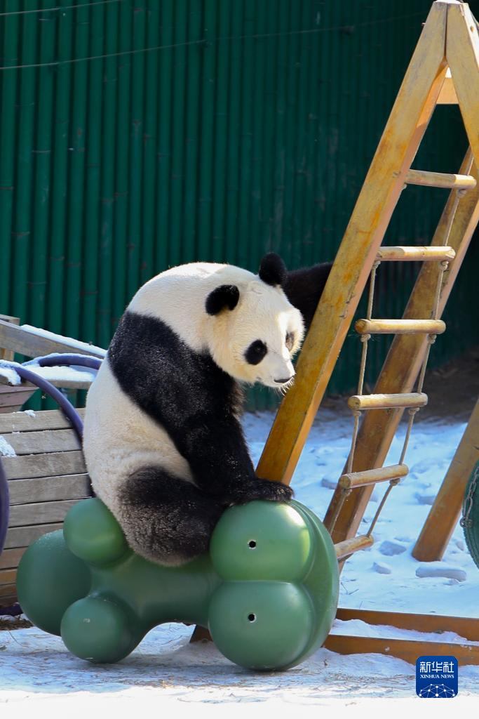 辽宁沈阳:大熊猫雪后小憩__财经头条