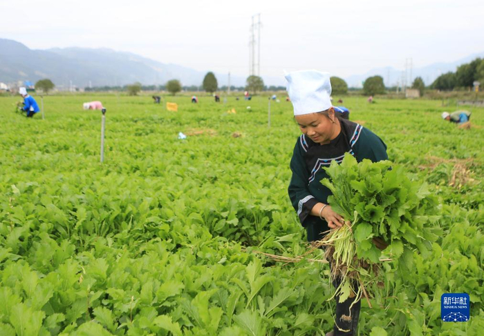 贵州榕江:打造大湾区"菜篮子"带动村民增收|村民|黔东南苗族侗族自治
