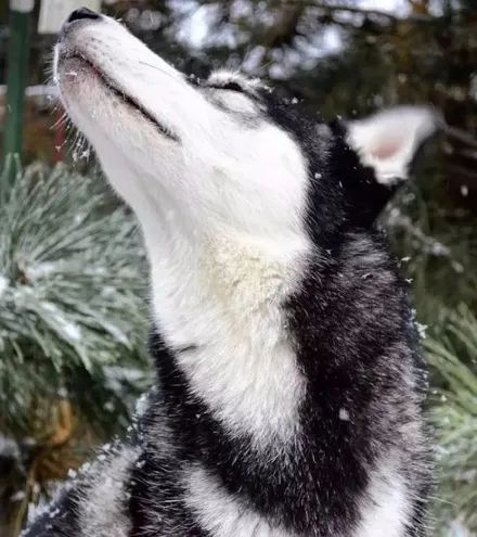 一只傲娇哈士奇的犯二生活,这就厉害了,哈哈哈哈!