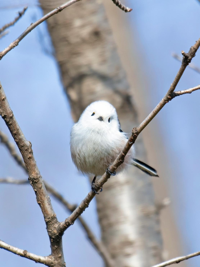 小肥啾来京了不仅出现在公园路边绿地里也能见到