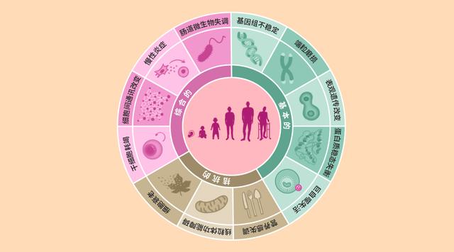 八子补肾说:年轻其实不困难|基因_新浪新闻