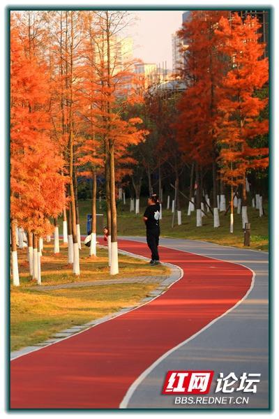 每日一圖湖南株洲萬豐湖溼地公園的水杉紅了快來打卡秋日美景