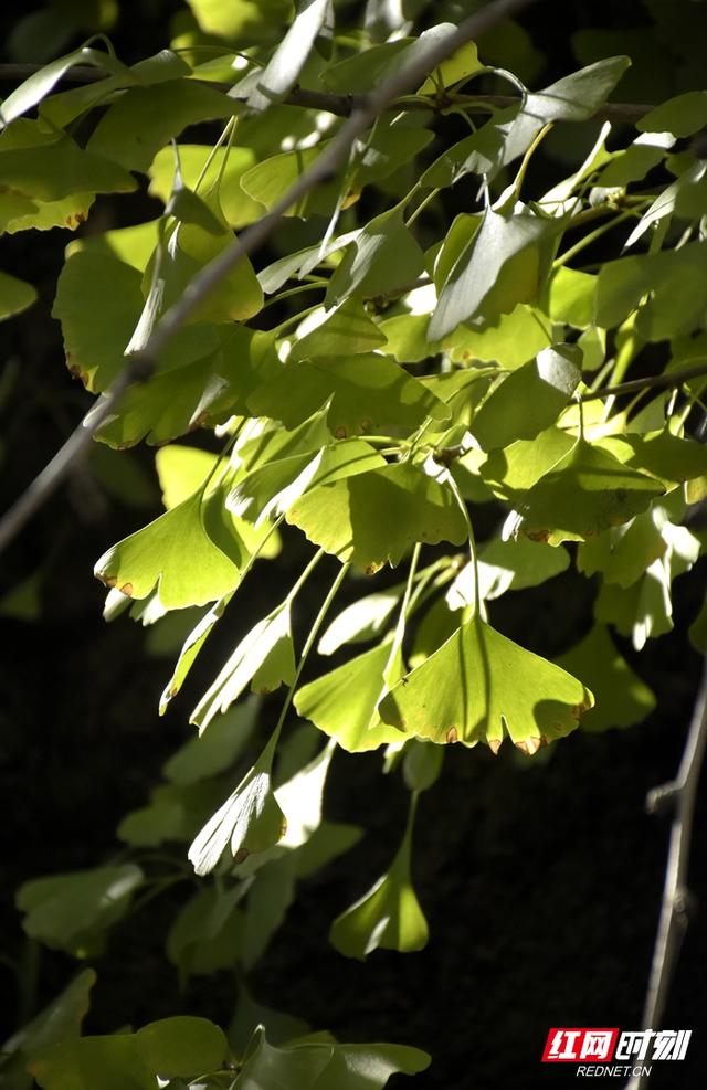 组图丨韶山市银田古寺银杏翩翩醉初冬