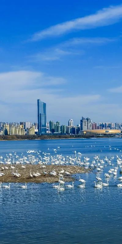 问道函谷关,尝豫西美食冬天来三门峡,游黄河,看天鹅,泡温泉,三门峡也