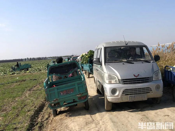 青岛这120亩白菜"烂心",损失33万元后,他决定免费送!|青岛市_新浪新闻