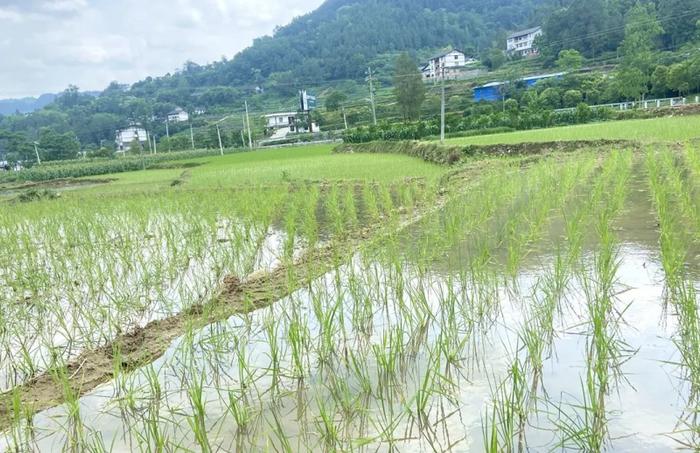 梅江村500亩水稻秧苗开始移栽