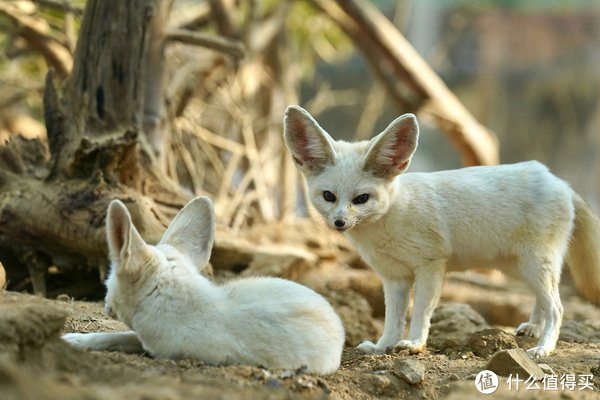 世界上最小的狐狸之一耳廓狐