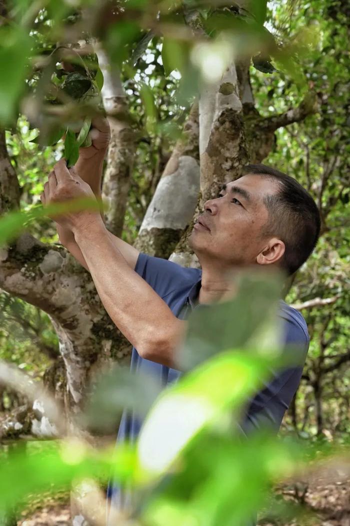 中国十大制茶大师人物图片