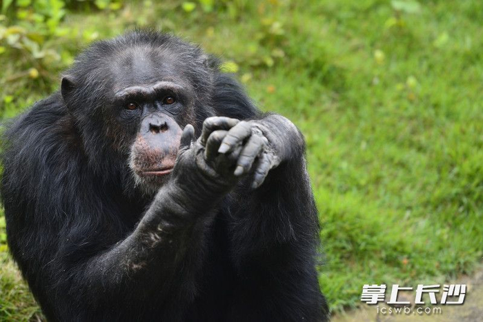 长沙生态动物园举办"猩猩关爱周"活动|长沙市|猩猩|黑猩猩_新浪新闻