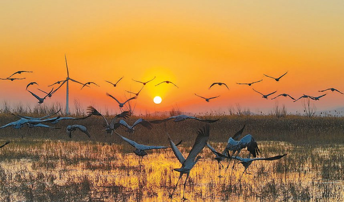 风从北方来 候鸟向南飞|候鸟|北风|千鹤_新浪新闻