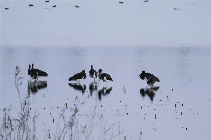 组图丨华北明珠白洋淀迎来众多野生鸟类越冬