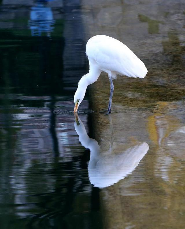 白鹭翩跹护城河|白鹭|护城河_新浪新闻