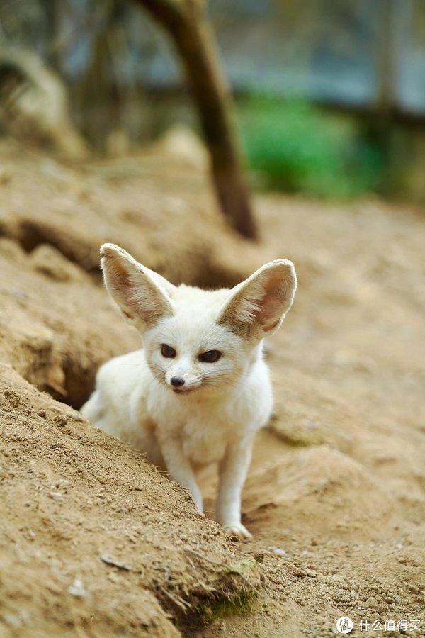 世界上最小的狐狸之一耳廓狐