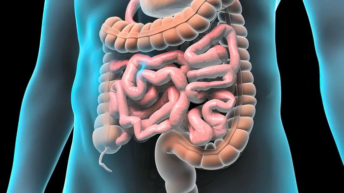 怎么吃才健康?|肠梗阻|腹部|杭州_新浪新闻