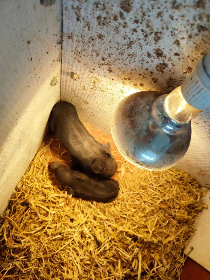 意义重大首只完全国产的克隆猫在青岛诞生