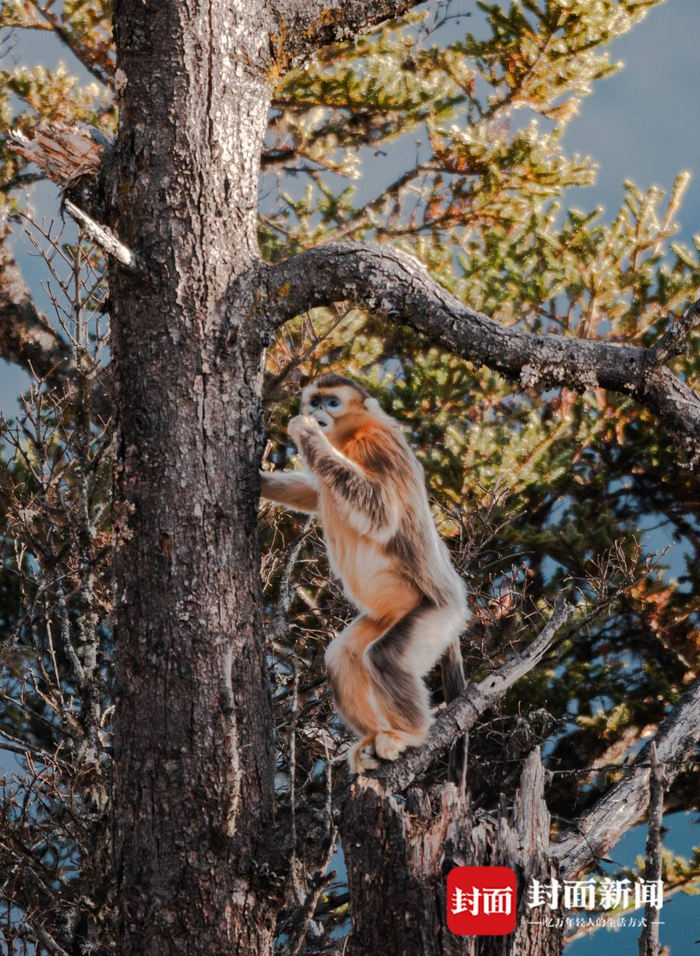 四川夹金山川金丝猴晒太阳悠然享美食