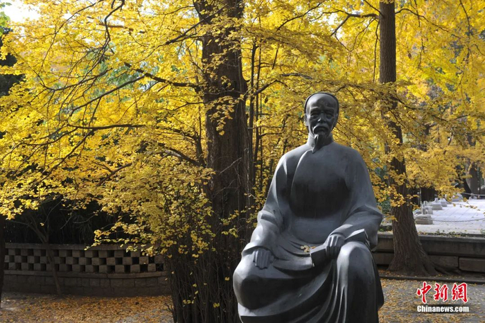 山东青岛市崂山太清宫，坐落在千年银杏树前的蒲松龄塑像。王海滨 摄