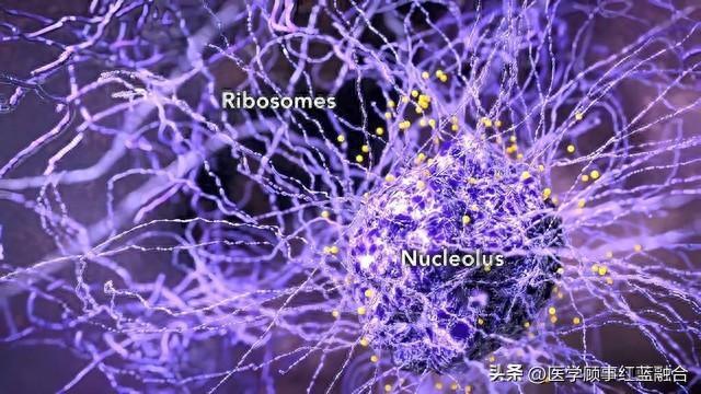 immunity封面文章揭示焦亡細胞線粒體損傷新機制