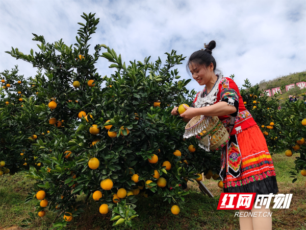组图浪漫崀山橙意新宁脐橙成熟正当时