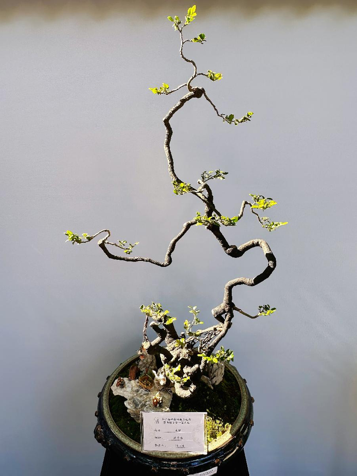 这周,到广州海幢寺,看素仁盆景展|广州市|岭南_新浪新闻