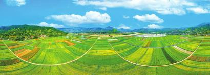 米易稻菜轮作产业园。