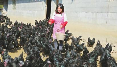 周照轩在养殖场照料旧院黑鸡。 受访者供图