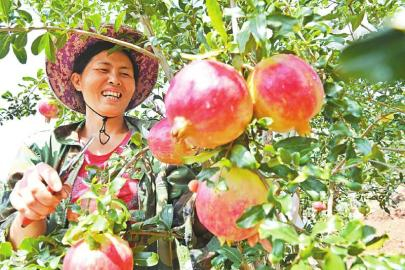 会理石榴丰收采摘。