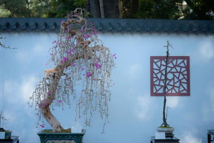这周,到广州海幢寺,看素仁盆景展|广州市|岭南_新浪新闻