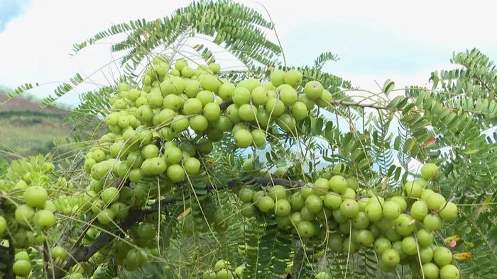 寶秀鎮品味回甘滇橄欖甜蜜產業新開端