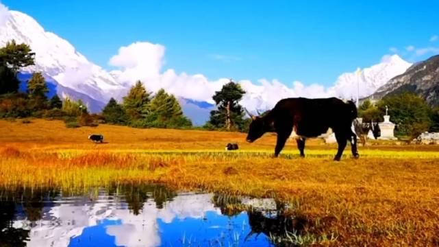 吉隆溝乃村的雪山草地和湖水倒影